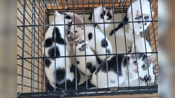 🔴 DERTIEN VERWAARLOOSDE KATTEN GEVONDEN IN ROOSENDAAL
