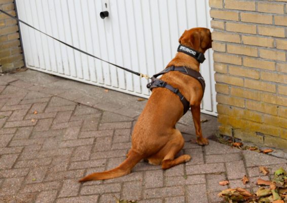 🔴 MILIEUHONDEN CONTROLEREN GEBIED ROND GARAGEBOXEN